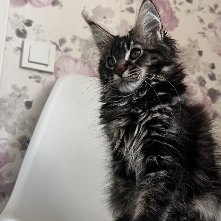 Sebastian Maine Coon male, black tabby