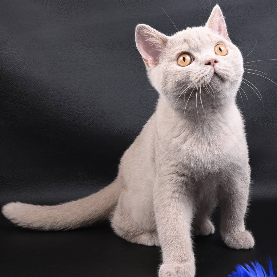 Nectar British Shorthair male, fawn