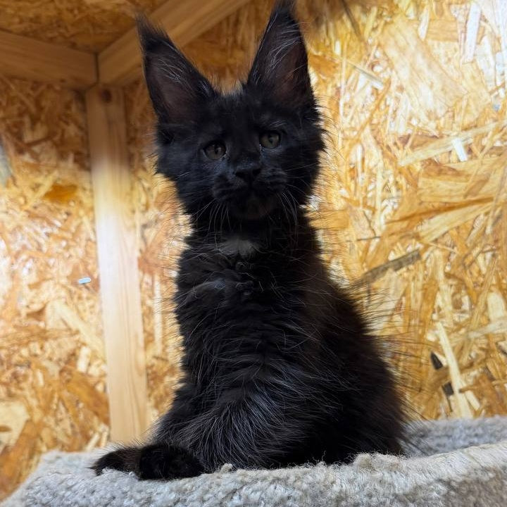 Kaida Maine Coon male, black with white