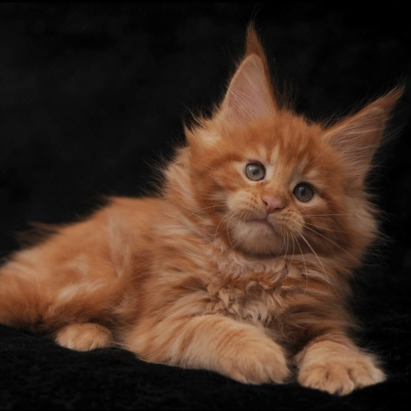 Stafy Maine Coon female, red