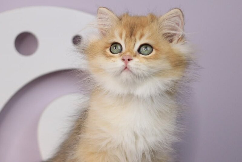 Rolex British Longhair male, black golden chinchilla