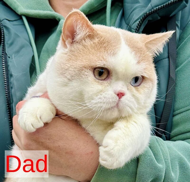 Xenon British Shorthair male, fawn