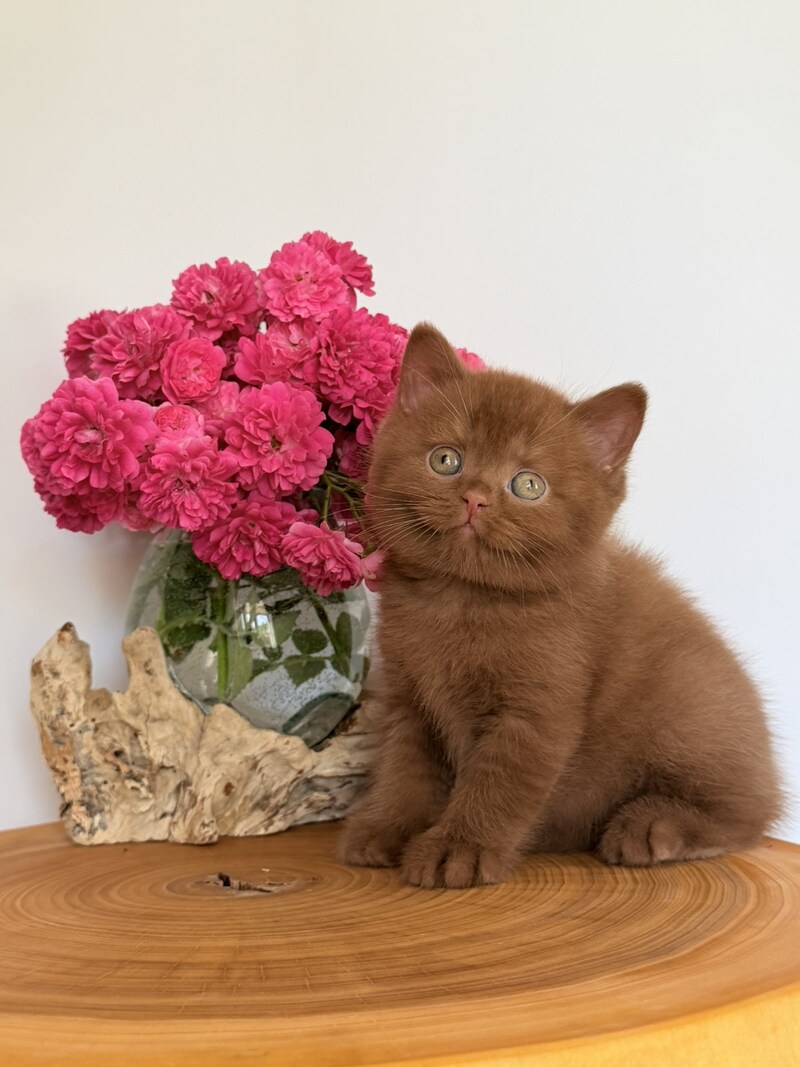 Fendi British Shorthair male, cinnamon