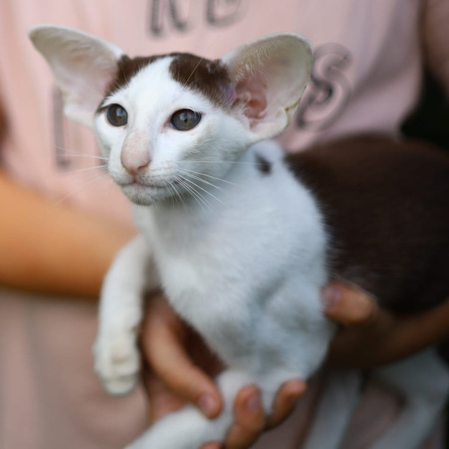 Puri Bembi Oriental Shorthair male, chocolate bicolour