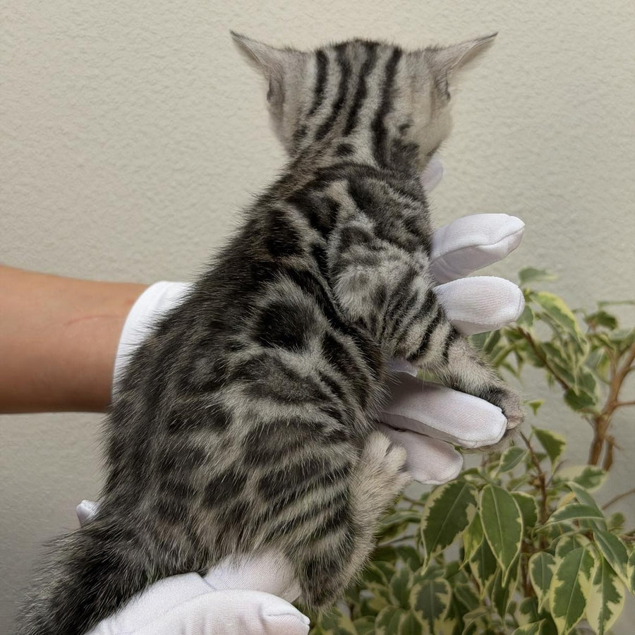 Cartier Bengal male, black silver spotted tabby