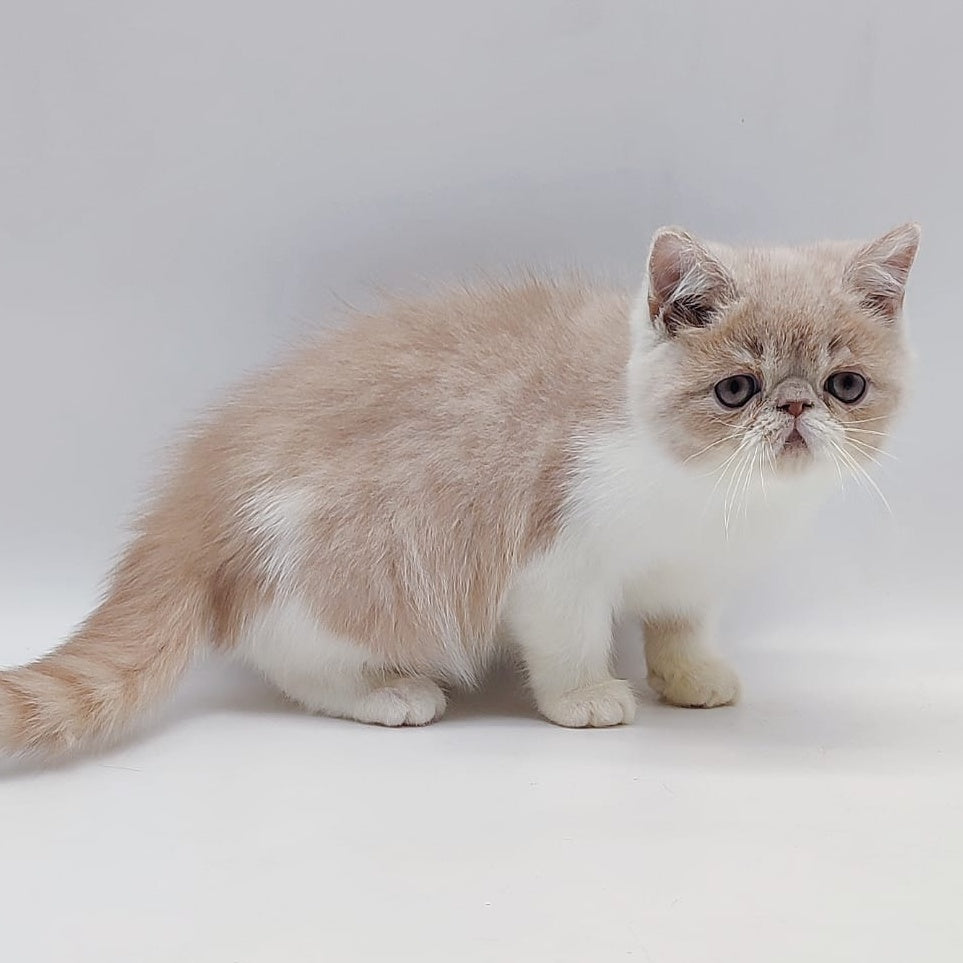 Kira Exotic female, cream bicolour