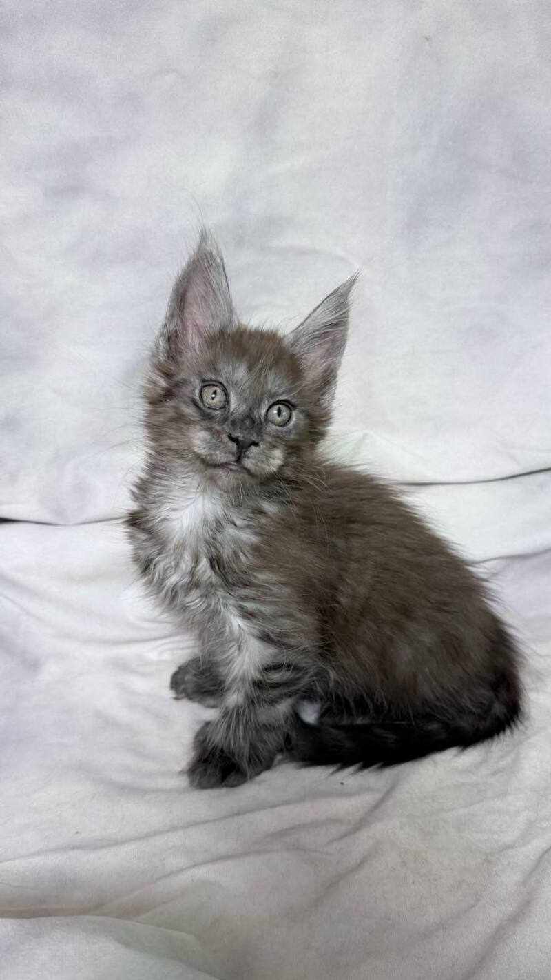 Ice Maine Coon polydactyl male, black silver with white