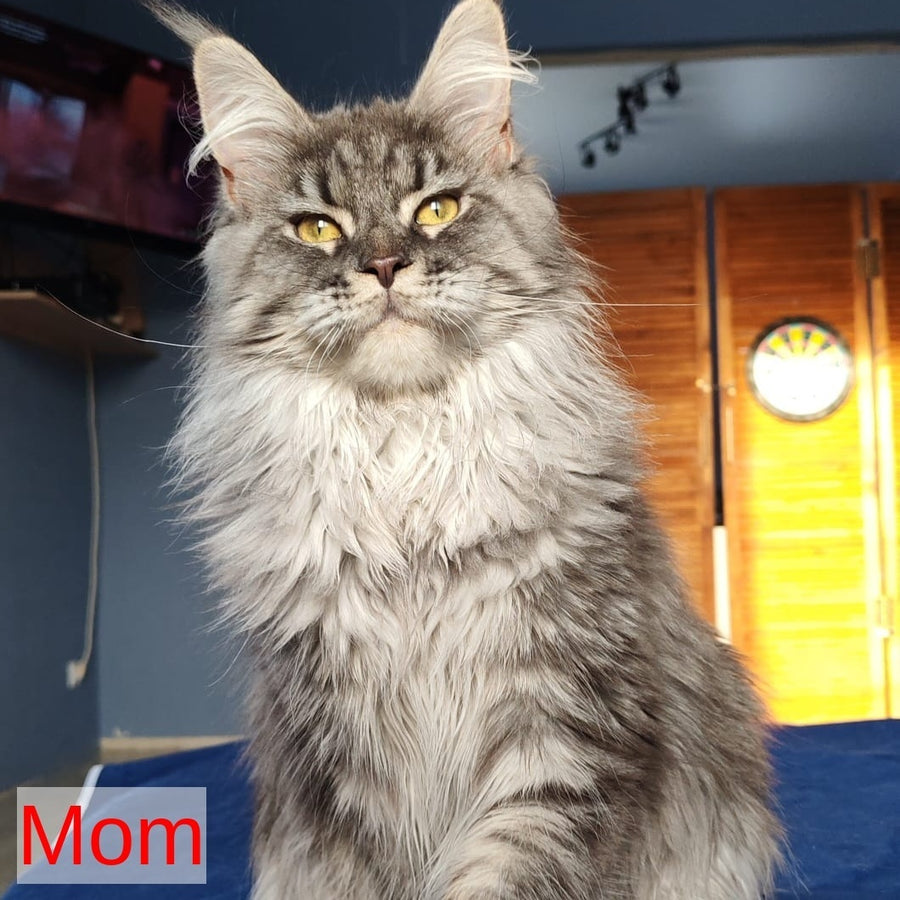 Robin Maine Coon male, black tabby