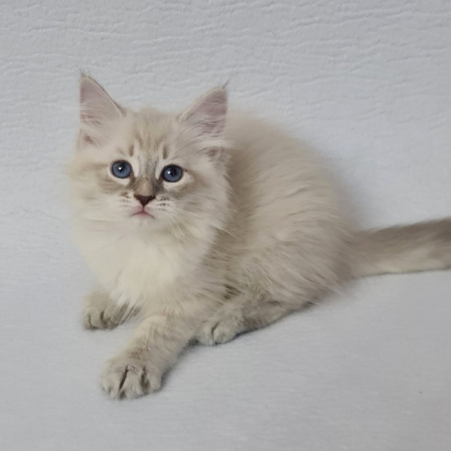 Bella Siberian female, blue tabby pointed