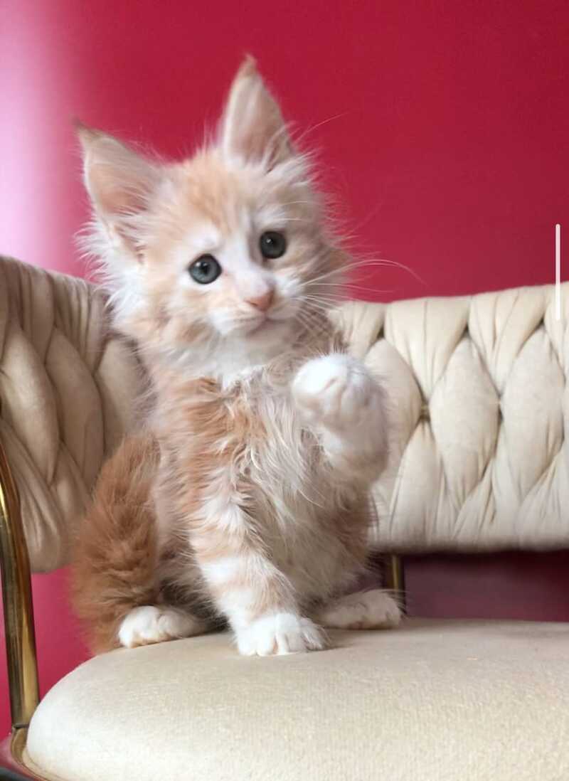 Yarik Maine Coon male, red silver tabby bicolour