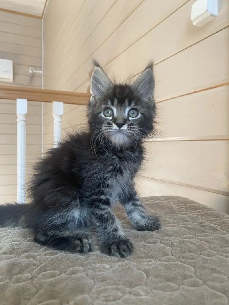 Infinity Maine Coon male black tabby live animals