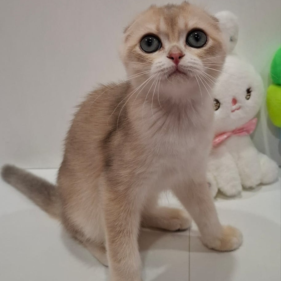 Xavier Scottish Fold male, blue golden chinchilla