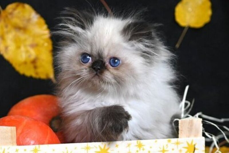 Noris Persian male, black pointed