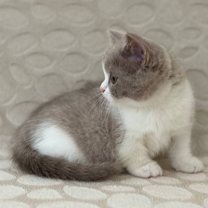 Benny Munchkin male, blue bicolour