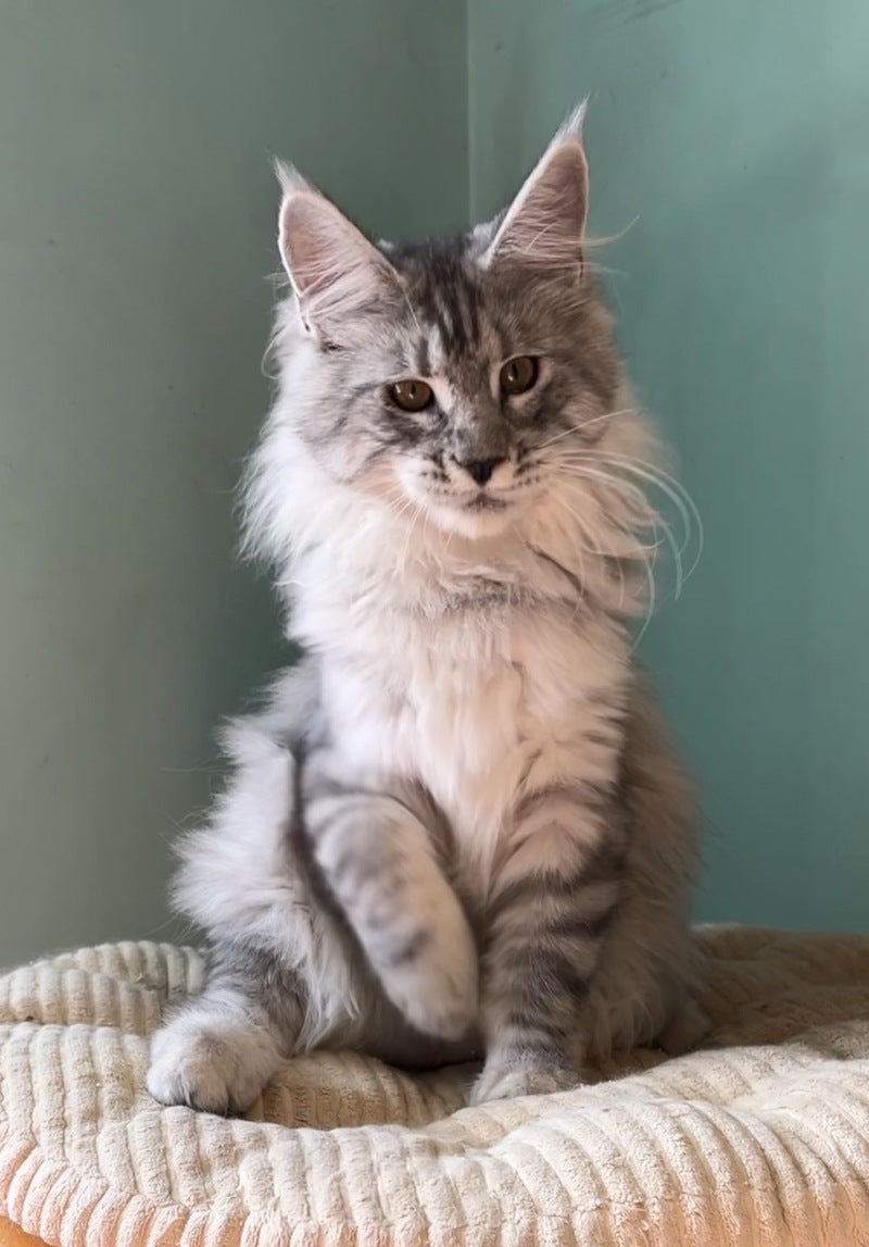 Zorro Maine Coon male, black silver spotted tabby