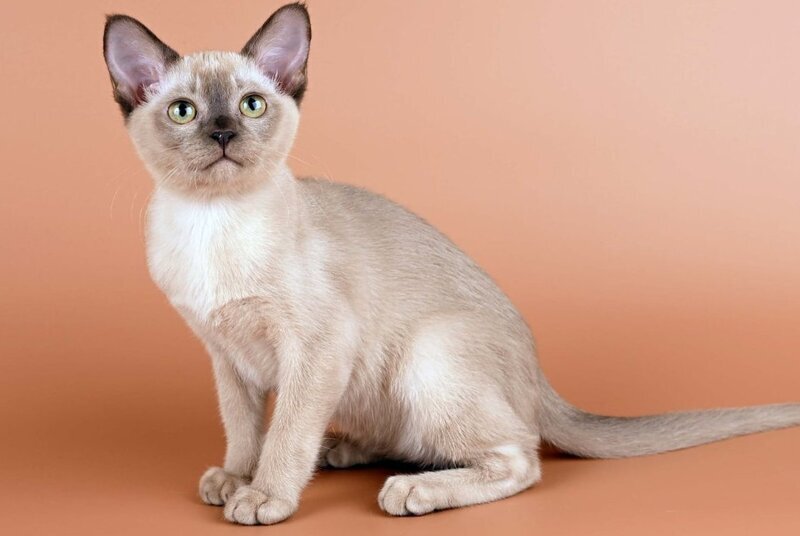 Anola Burmese female chocolate - live animals