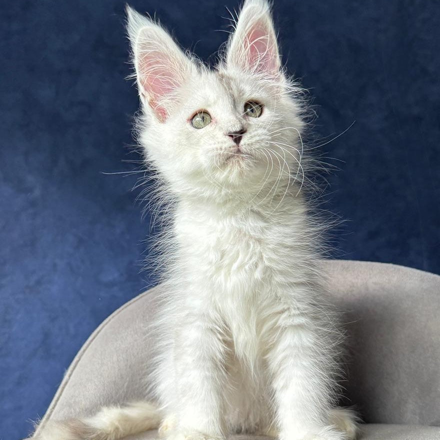 X-Axis Maine Coon male, black silver shaded