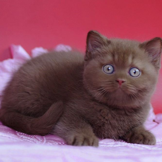Elf British Shorthair female, cinnamon