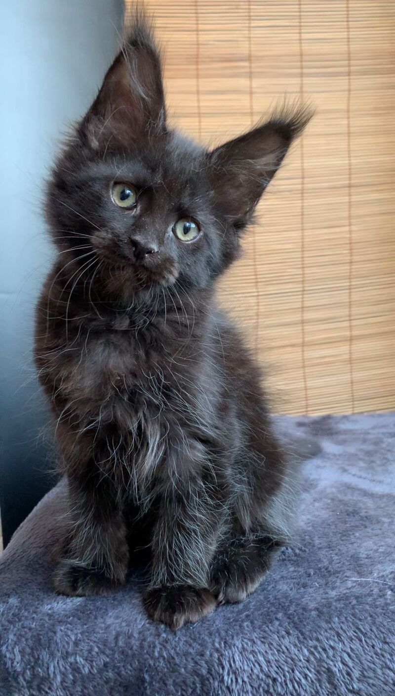 Indiana Maine Coon male black live animals