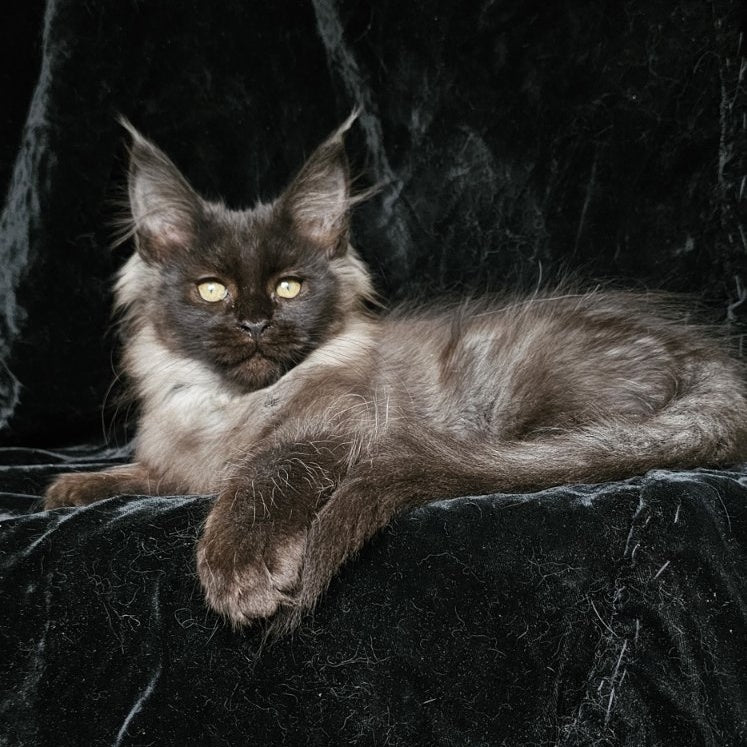 Isabel Maine Coon female, black silver