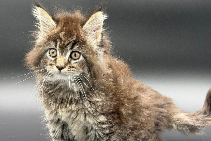 Rena Maine Coon polydactyl female black spotted tabby - live animals