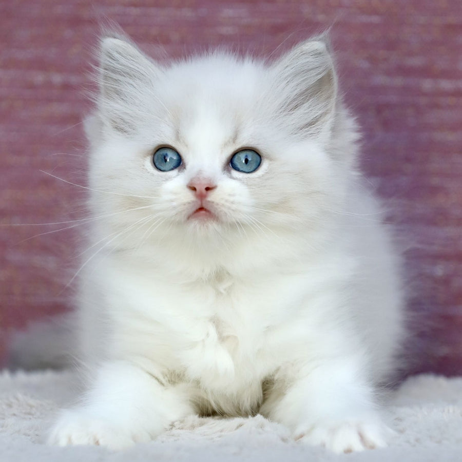 Lumi Ragdoll female, blue bicolour tabby