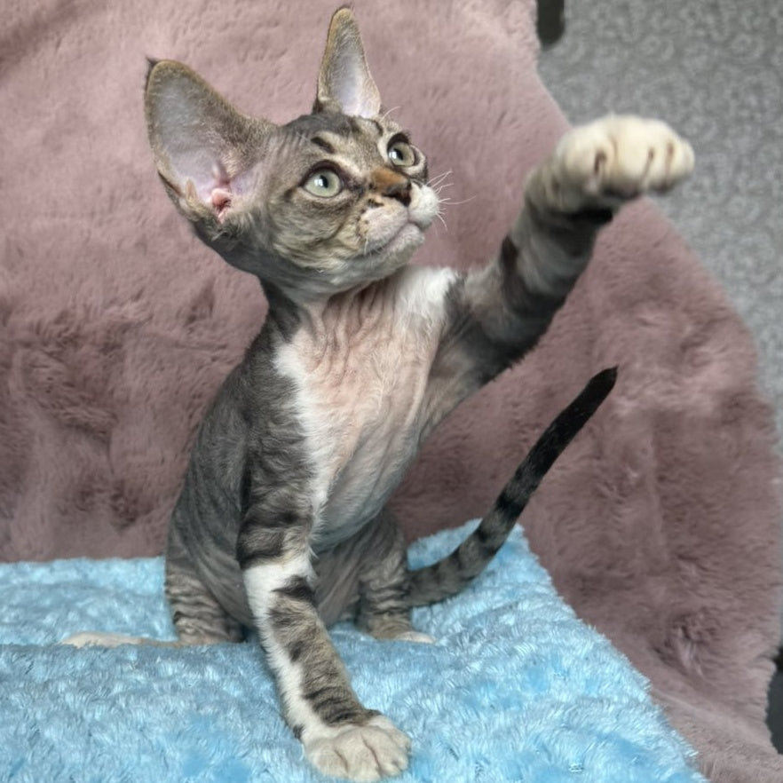 Xenon Devon Rex male, black tabby with white