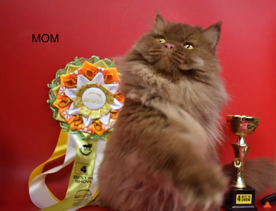 Wella Rose British Shorthair female сinnamon - live animals