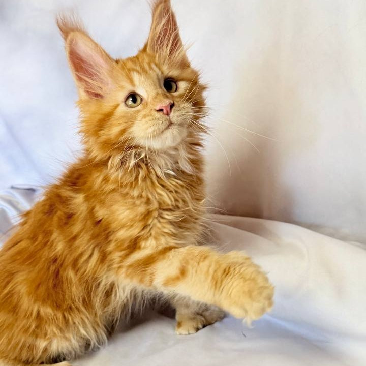 Mufasa Maine Coon polydactyl 6x6x6x6 male, red with white
