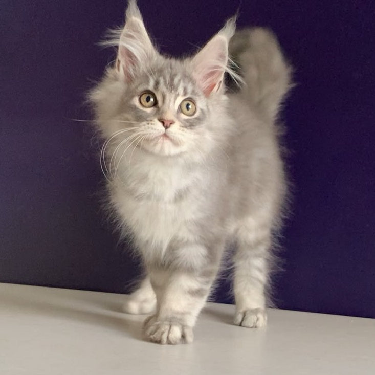 Monaco Maine Coon male, blue tabby