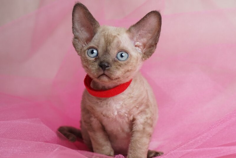 Naila Devon Rex female chocolate pointed - live animals