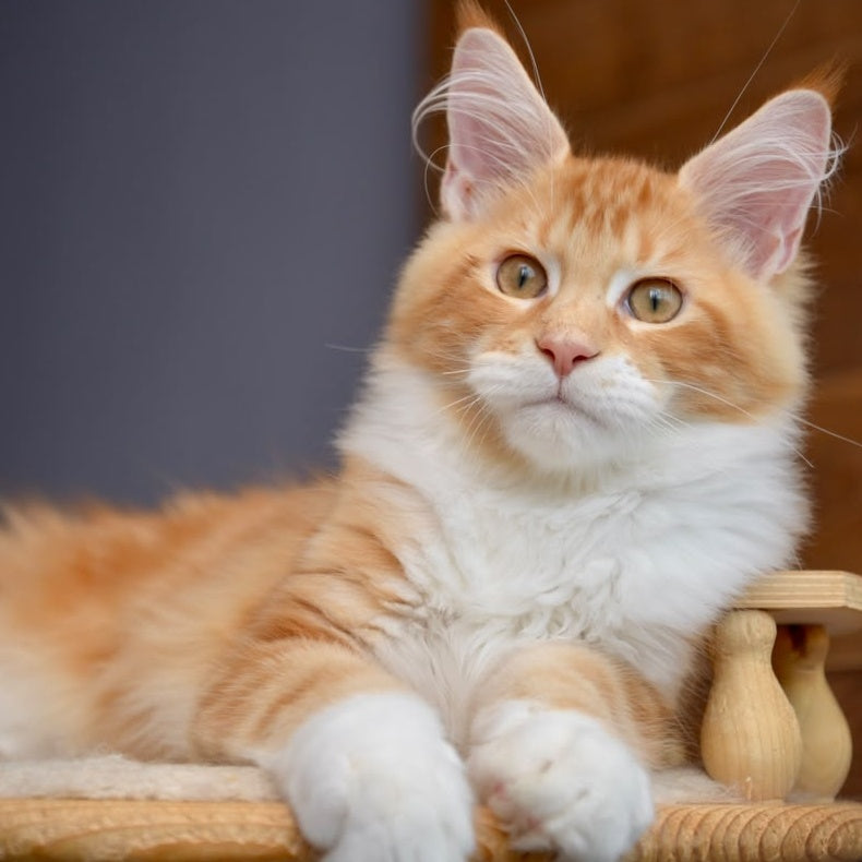 Xotil Maine Coon male, red with white tabby