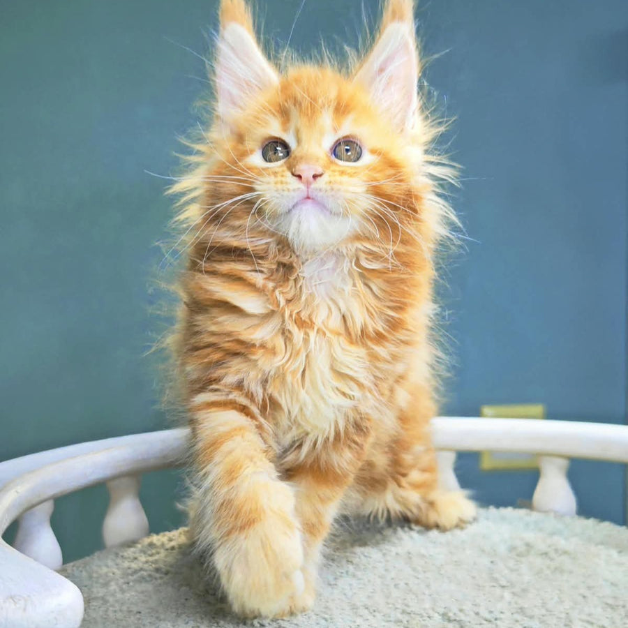 Izabel Maine Coon female, red tabby