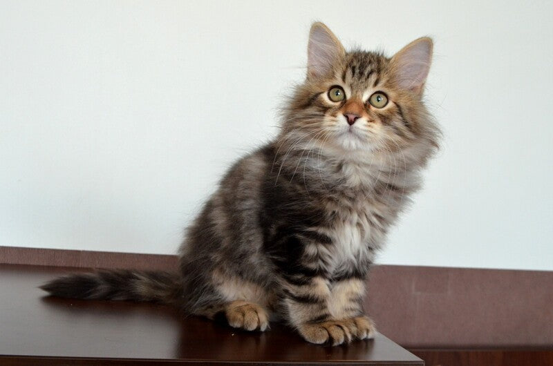 Sidney Siberian male, black tabby