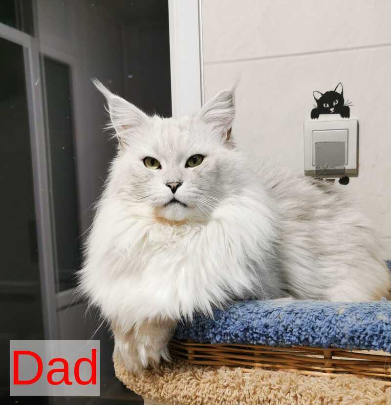 Ustin Maine Coon male, black silver tabby
