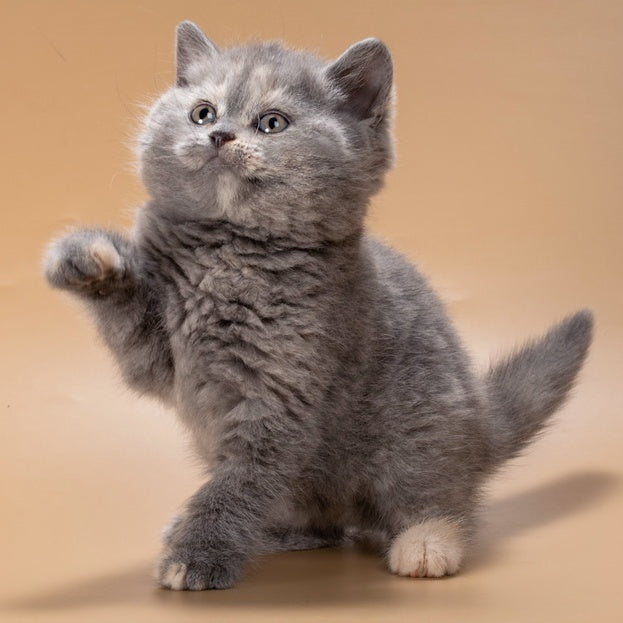 Rachel British Shorthair female, blue tortie