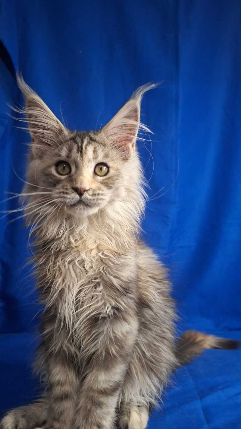 Linda Maine Coon female, black tortie silver tabby
