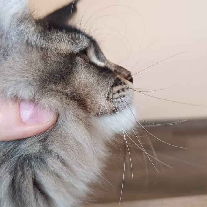 Elif Maine Coon female, black ticked tabby