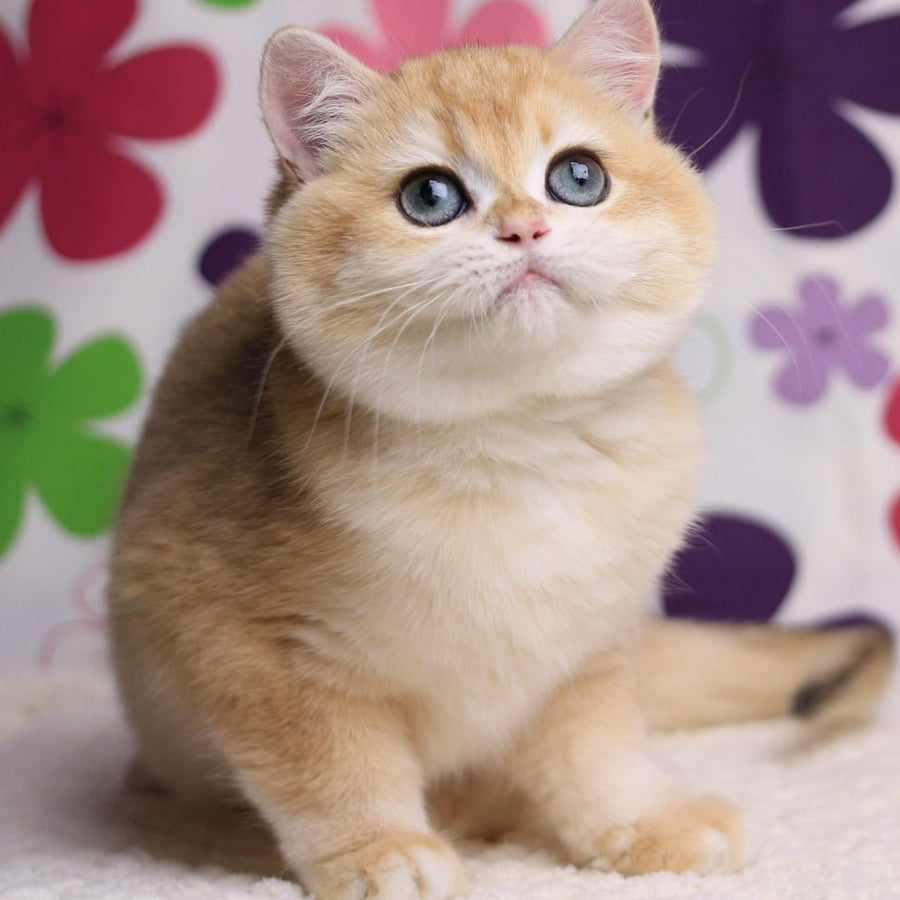 Percy British Shorthair male, black golden chinchilla