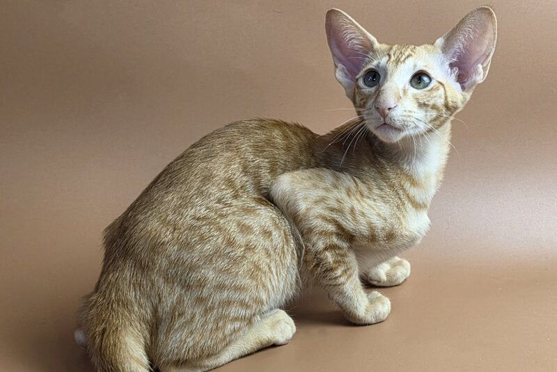 Uvar Oriental Shorthair male, red