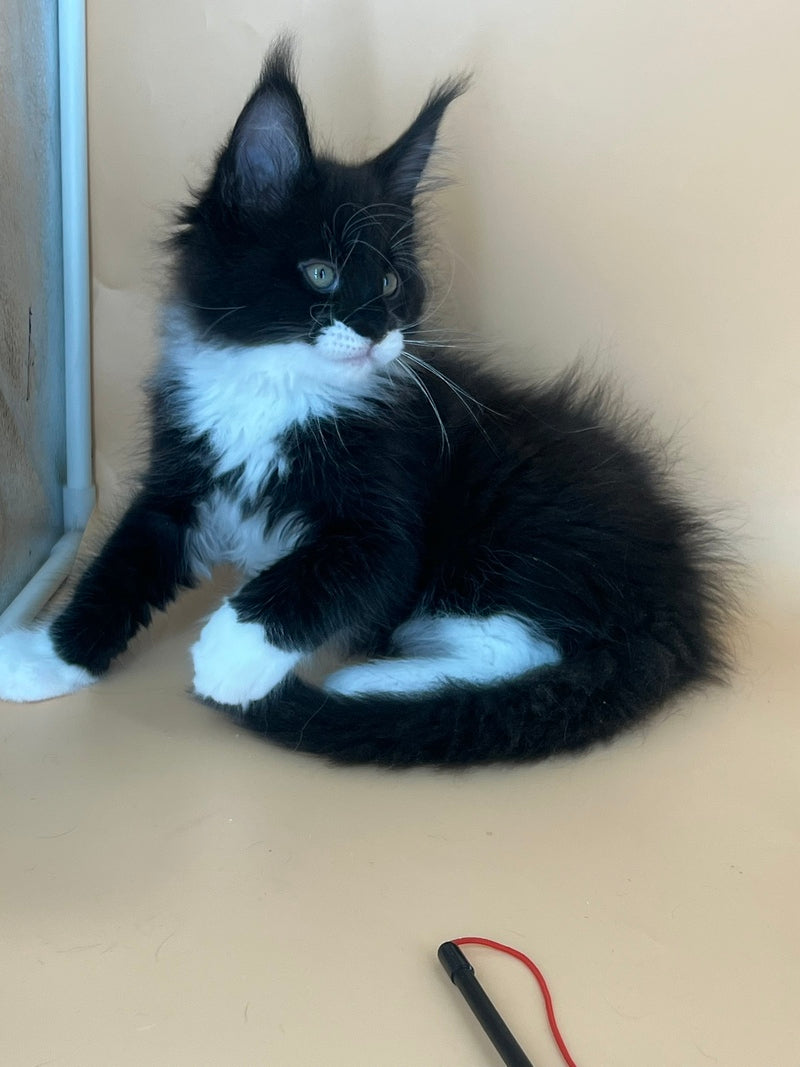 Betmann Maine Coon male, black bicolour