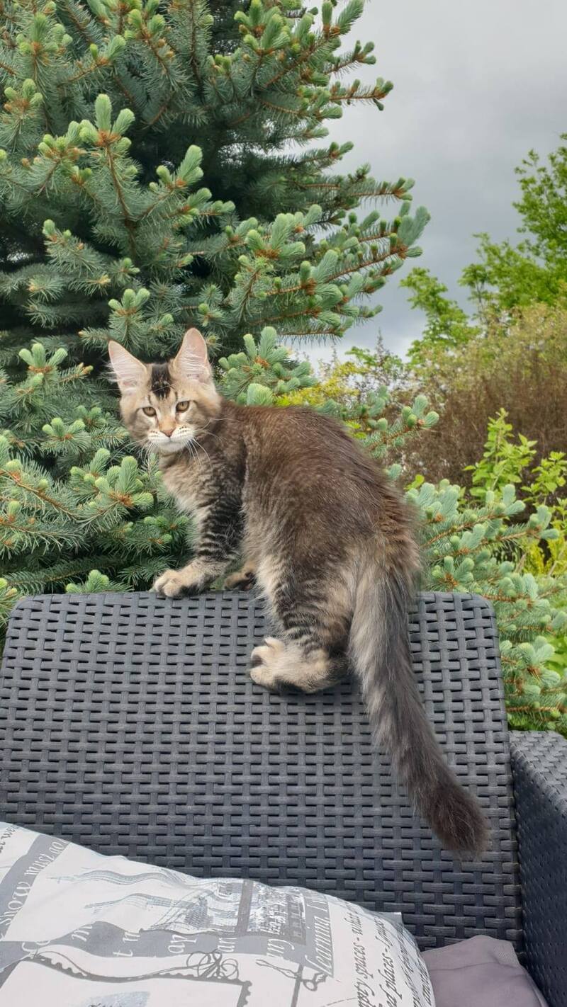 Edward Maine Coon male black ticked tabby - live animals
