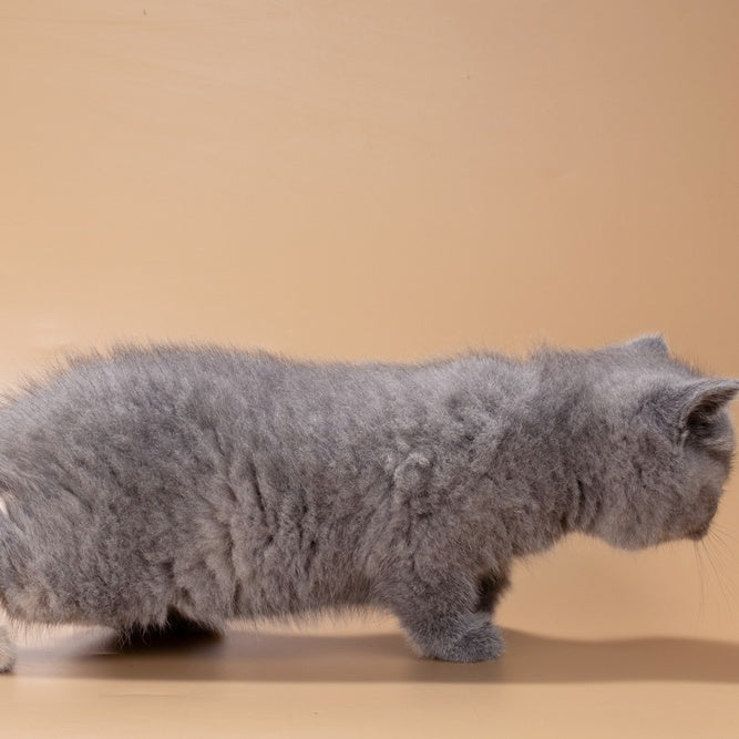 Queenie British Shorthair male, blue tortie