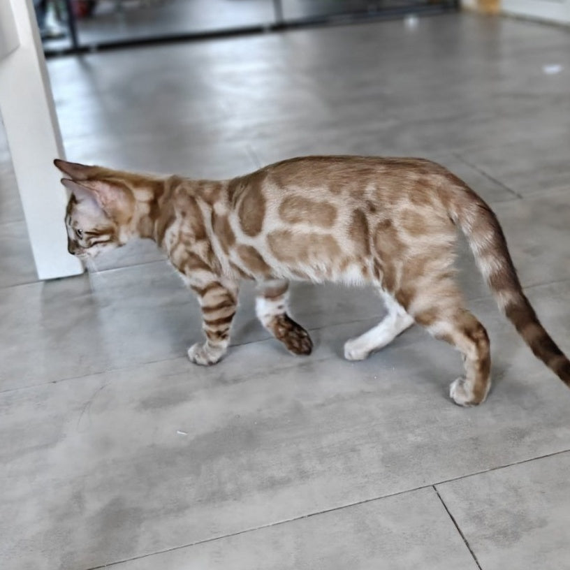 Iron Bengal male, black amber spotted tabby pointed