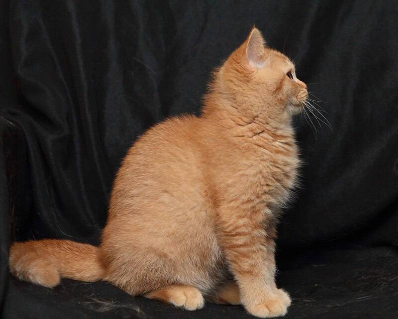 Mavik British Shorthair male, cinnamon ticked tabby