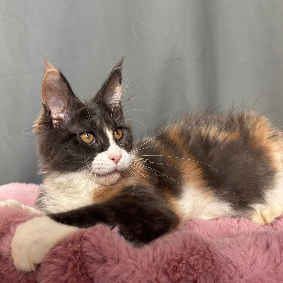 Chloe Maine Coon female, blue tortie bicolour