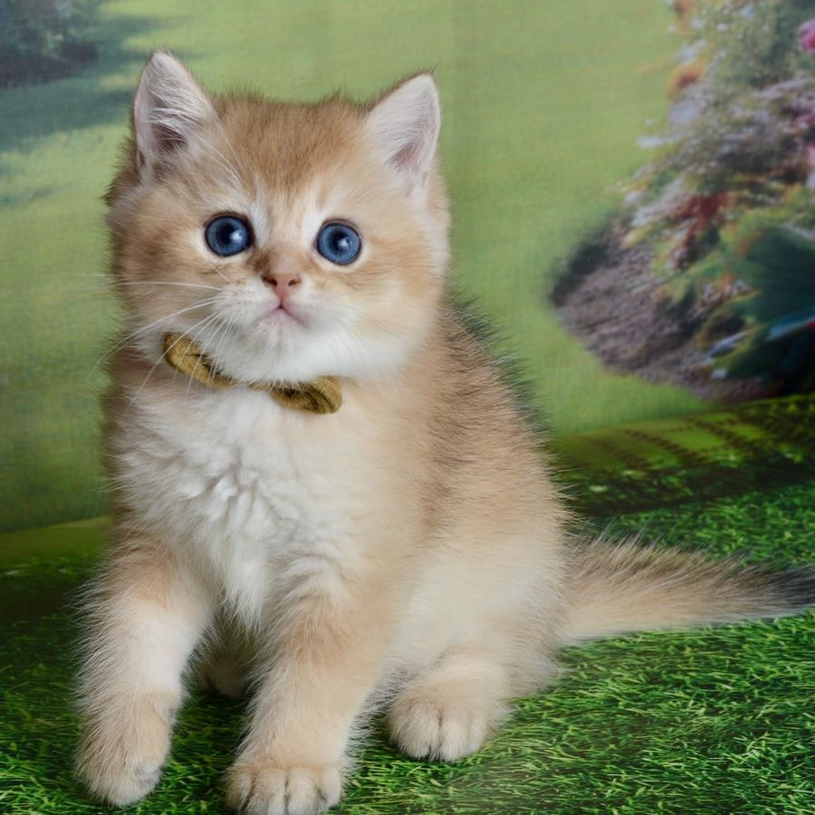 Ustin British Shorthair male, black golden shaded
