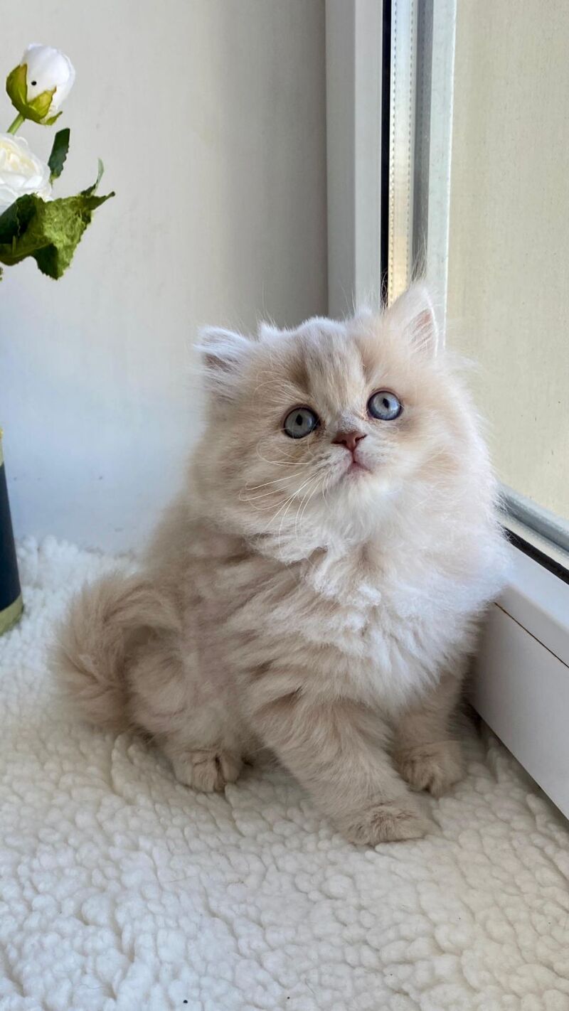 Jenny British Longhair female, lilac golden shaded