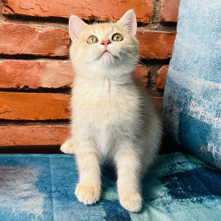 Jin British Shorthair male, blue golden spotted tabby