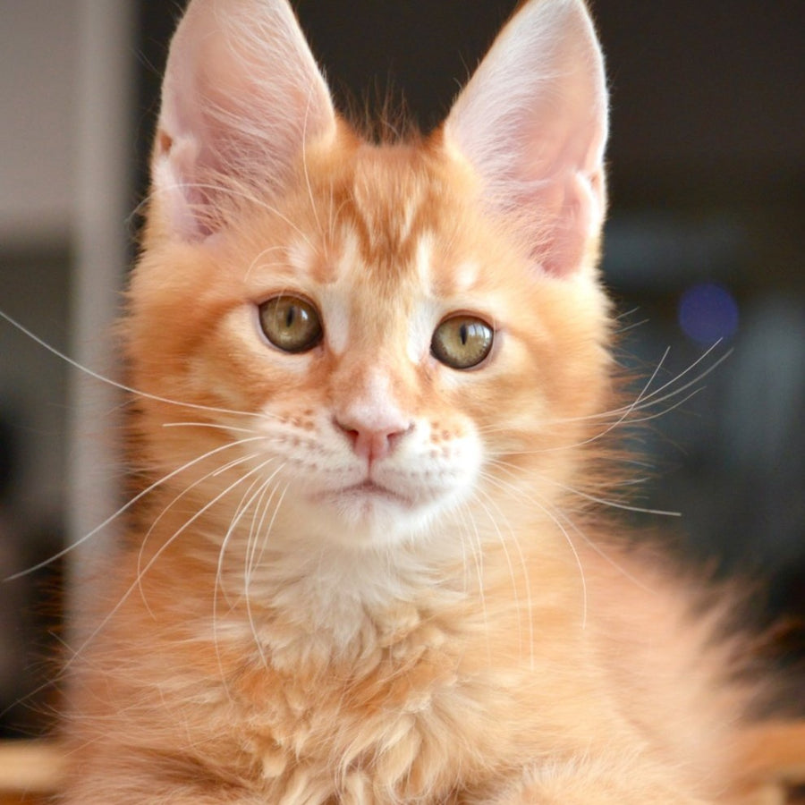 Ylariel Maine Coon male, red ticked tabby